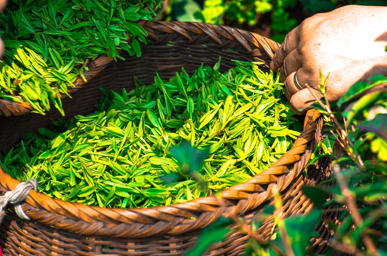 Kosmetyki zielona herbata